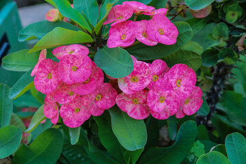 Pink Euphorbia Milii blossoms surrounded by greenery. Detailed view of crown of thorns plant with green foliage