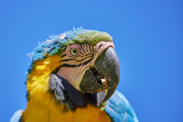 The stunning Blue-and-yellow Macaw showing off its vibrant colors under the warm skies. Every feather tells a story of the Amazon’s beauty and wild spirit. Manu National Park-Peru