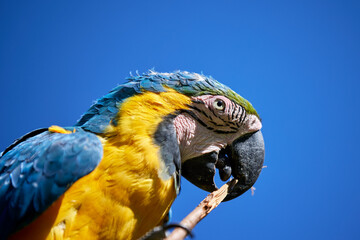 The stunning Blue-and-yellow Macaw showing off its vibrant colors under the warm skies. Every feather tells a story of the Amazon’s beauty and wild spirit. Manu National Park-Peru