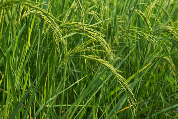 Ears of rice coming out in the rice field, close-up shot
