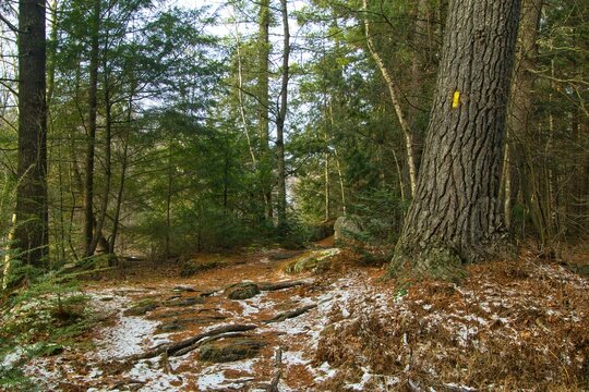Beautiful landscape of the Ice Age Trail passing by a large tree displaying a trail marker on a Winter day near Aniwa, Wisconsin.