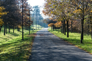 Fototapeta premium stradina nel parco