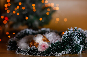 small dog newborn puppy cavalier king charles spaniel 2 weeks near christmas tree. new year card. new year gift