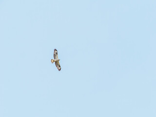 Pale common buzzard in flight