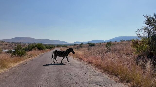Safari Tour At Pilanesberg National Park In South Africa. African Animals Landscape. Safari Tours Trip. Pilanesberg National Park In South Africa. Big Five Animals. Wildlife Self Safari.