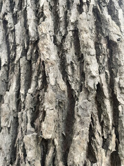 bark of a tree