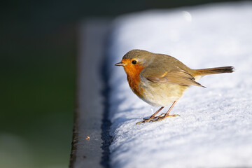 Robin, Erithacus rubicula, perched on a snow covered bench