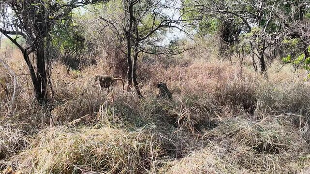 Baboon At Pilanesberg National Park In South Africa. African Animals Landscape. Safari Tours Trip. Pilanesberg National Park In South Africa. Big Five Animals. Wildlife Self Safari.