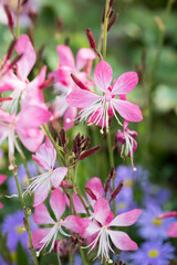 Beautiful appleblossom grass (gaura lindheimeri) flowers.