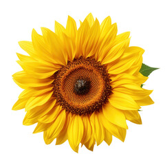 Fototapeta premium Vibrant Yellow Sunflower Blossom, Summer Bloom, Isolated on White