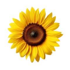 Fototapeta premium Vibrant Yellow Sunflower Blossom Isolated on White Background