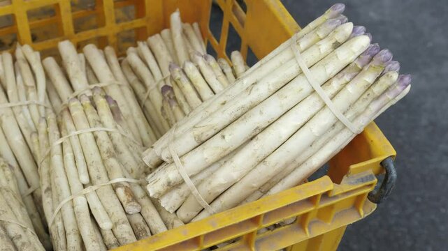 Harvested white asparagus bundled and stored in a bright yellow crate for sale, Ch&acirc;tillon-sur-Loire, Centre, France