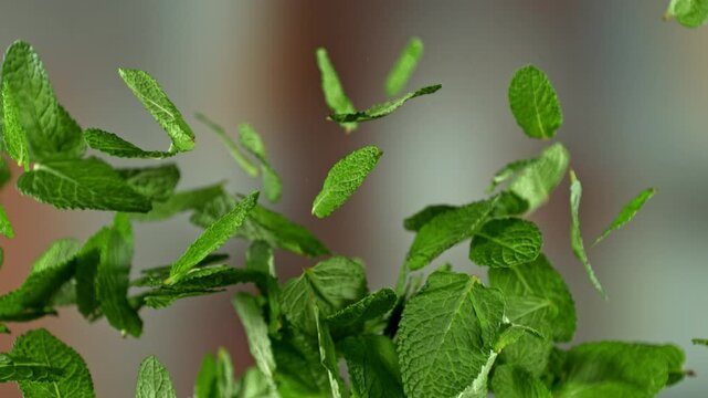 Super slow motion of flying fresh mint leaves after harvest with camera movement. Filmed on high speed cinema camera, 1000 fps.