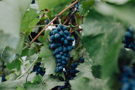 A beautiful bunch of fresh blue grapes hanging from a healthy vine,for their delicious taste. organic food, grape growing, juice and wine production. winemaking