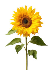 Obraz premium Vibrant Single Sunflower Blossom, Isolated on White Background