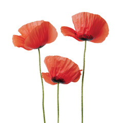 Three bright red poppy flowers isolated on white background.