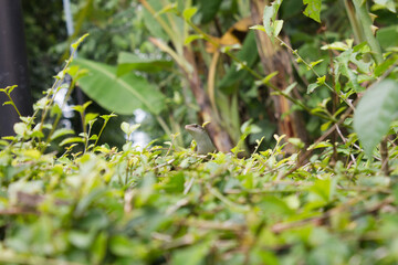 A lizard is sunbathing on a hedgerow, only its head and neck are visible.