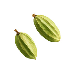 Green cardamom pods isolated on white background.