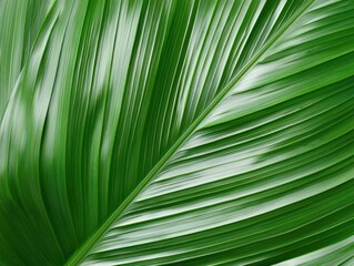 natural transpiration concept. A close-up of a fern leaf actively transpiring in a tropical environment, contributing to ecosystem sustainability