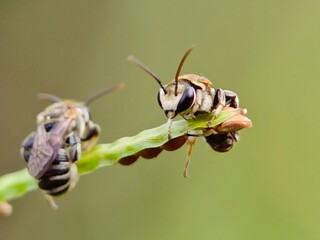 nomia bees on the grass flower seeds, facing each other