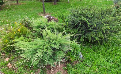 The Colours Of Nature. Trees, Flowers, Shrubs and Bushes