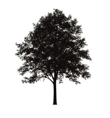 Silhouette of a tree against a black background
