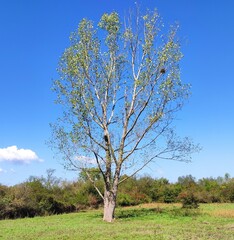 The Colours Of Nature. Trees, Flowers, Shrubs and Bushes