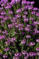 Blooming Pink Spider Flower Bush