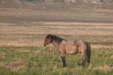 Fototapeta premium Wild Horse in Springtime in the Utah Desert