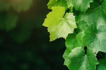A close-up of a vine s leaves shimmering in the sunlight, with visible signs of active transpiration
