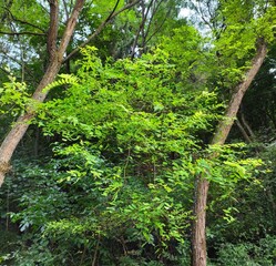 The Colours Of Nature. Trees, Flowers, Shrubs and Bushes