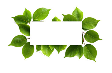 Decorative green leaves and a card with copy space isolated on white transparent background, png


