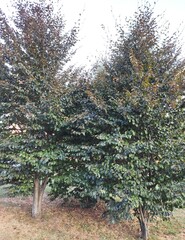 The Colours Of Nature. Trees, Flowers, Shrubs and Bushes