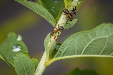 Nahaufnahme einer Ameise an dem Ast eines Baum, Deutschland