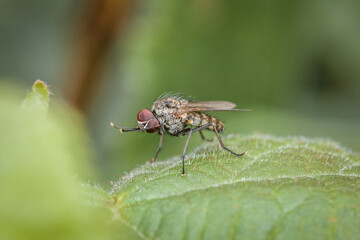 Makro detail Nahaufnahme einer Fliege sitzt auf einem Ast eines Baumes, Deutschland