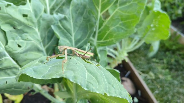 Phasmids, also know as Walking Stick Insect, is sitting on a collard leaf in an organic garden