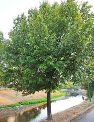 The Colours Of Nature. Trees, Flowers, Shrubs and Bushes