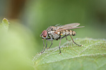 Makro detail Nahaufnahme einer Fliege sitzt auf einem Ast eines Baumes, Deutschland