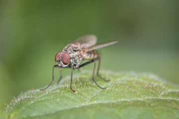 Makro detail Nahaufnahme einer Fliege sitzt auf einem Ast eines Baumes, Deutschland