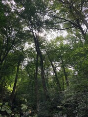 forest