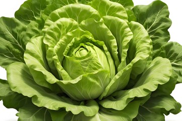 Obraz premium Close-up of a vibrant green lettuce head with large, curled leaves arranged in a fan-like pattern. Captured on a clean white background, highlighting its freshness and texture.