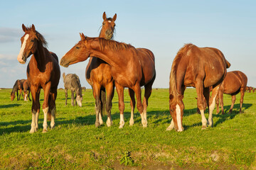 Obraz premium A group of brown horses with dried clay on their skin in the Noarderleech. A salt marsh area in the north of Friesland near The Waddensea in The Netherlands 
