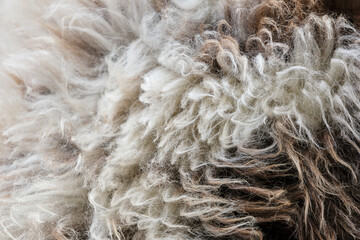 Background of a soft warm sheep fur in white and brown or beige. Closeup of wool sheep fleece skin texture. Top view.	