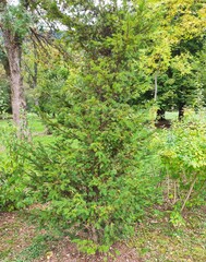 The Colours Of Nature. Trees, Flowers, Shrubs and Bushes