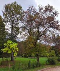 Fototapeta premium The Colours Of Nature. Trees, Flowers, Shrubs and Bushes