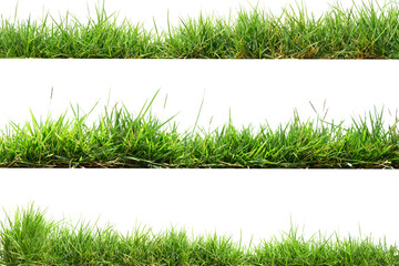 green grass with a white background