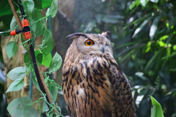 great horned owl in tree