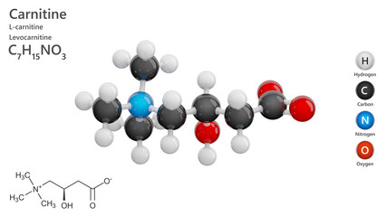Molecule: Carnitine. Dietary supplement. Molecular structure. Formula: C7H15NO3. Chemical model: Ball and stick. White background. 3D illustration.