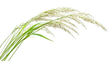 Elegant White Paddy Stalk Standing Upright