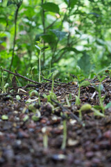 germinating black soybeans is the beginning of growth
